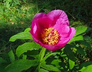 43 Paeonia officinalis- Peonia selvatica-Peonia dello Zucco